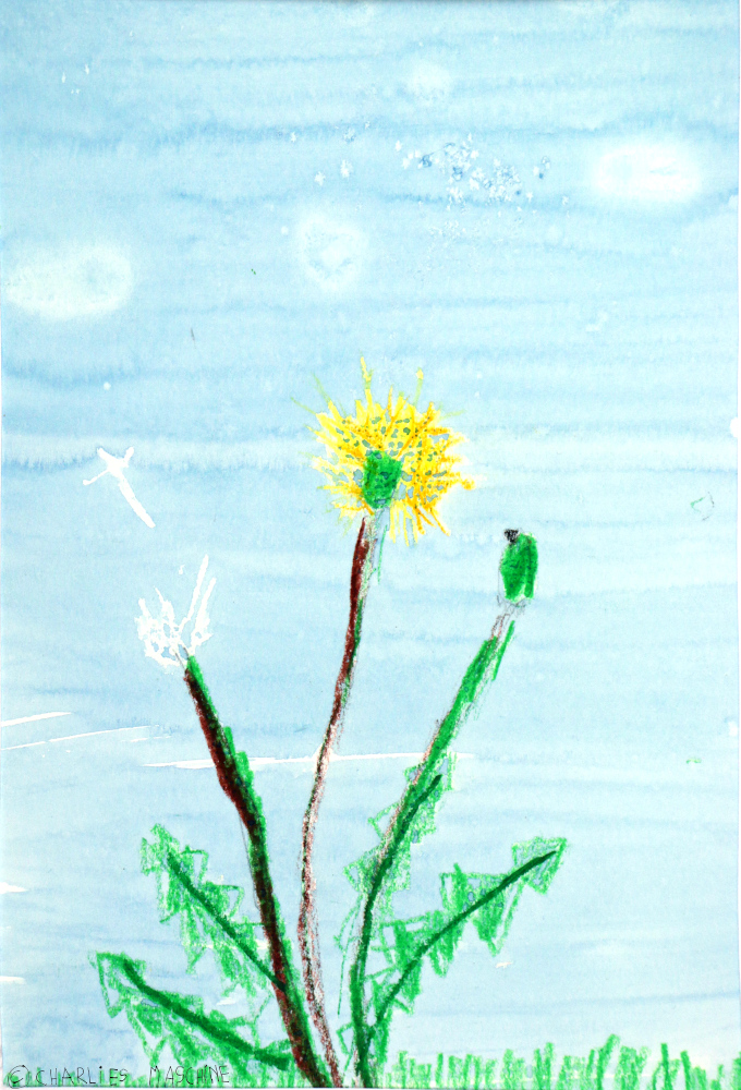 dandelion – crayon and water colour; Charlie age 7