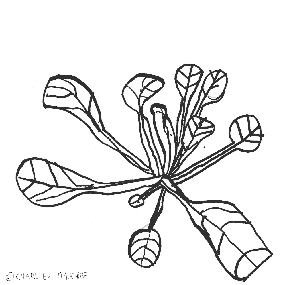 lamb's lettuce – magic marker drawing; Charlie age 6
